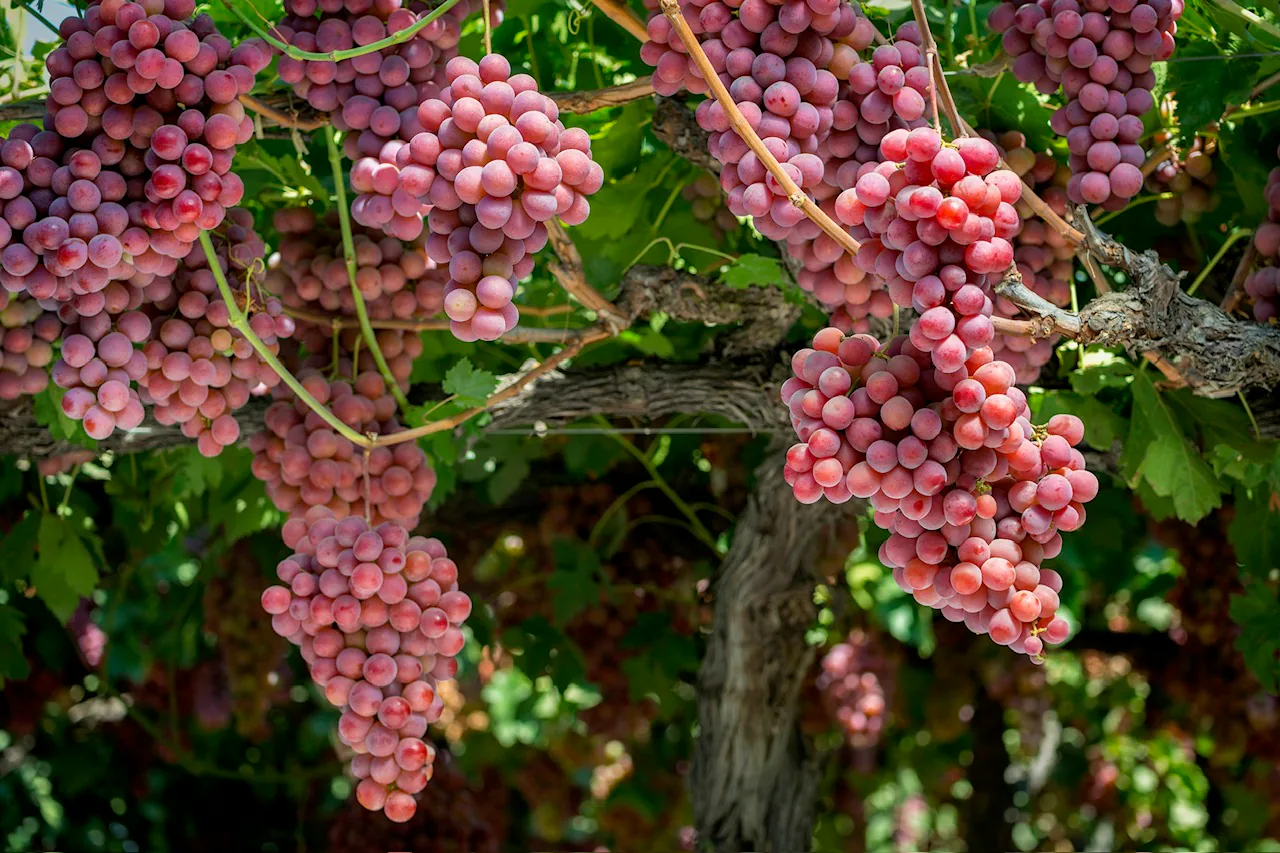 Red California table grape clusters ripening on the vine.