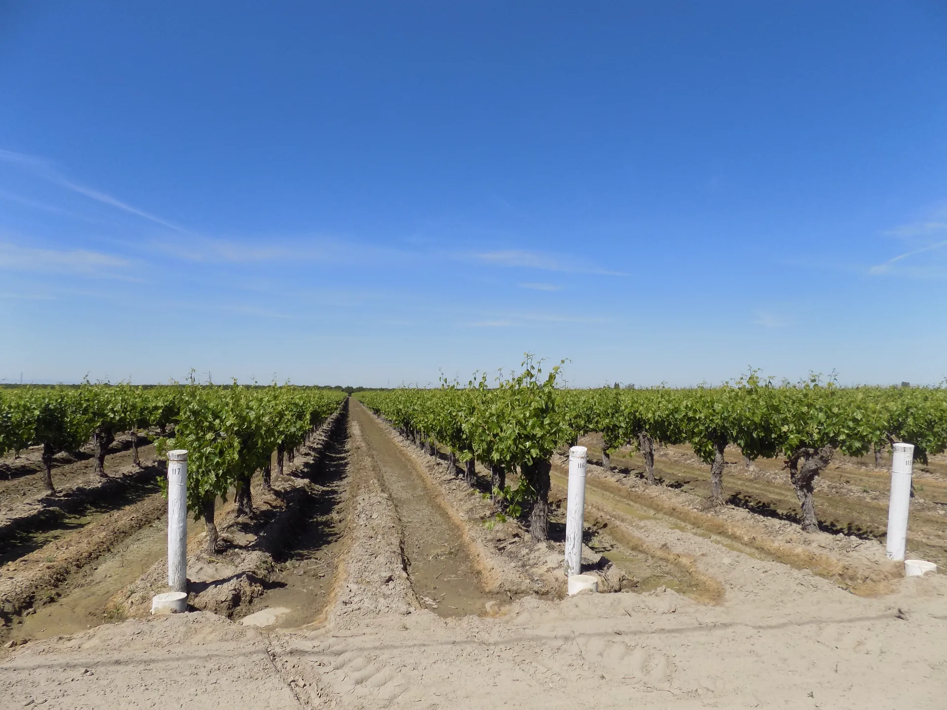 Rows of raisin-grape vines in the Reitz family field under a clear Valley sky.
