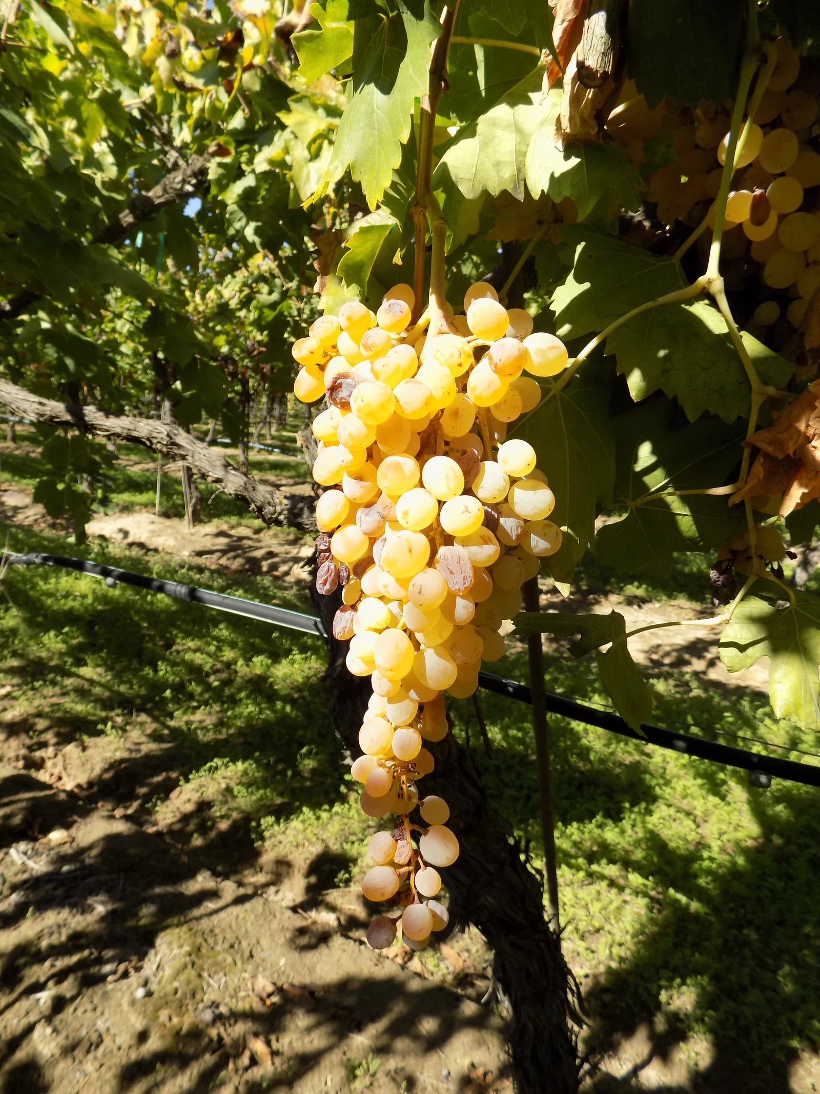 A bunch of golden raisin grapes beginning to dry on the vine.