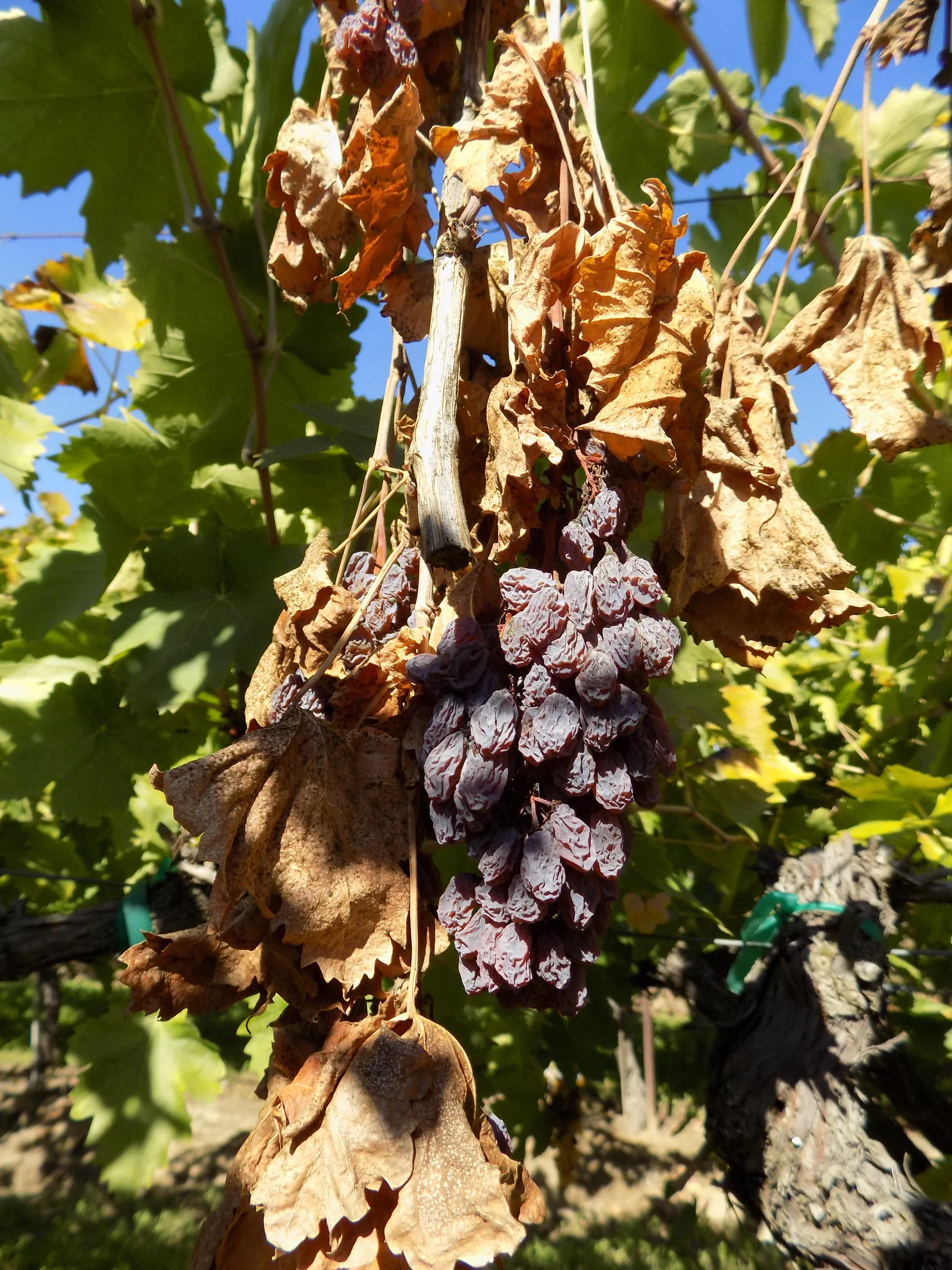 A cluster of naturally dried raisins still hanging on the vine.