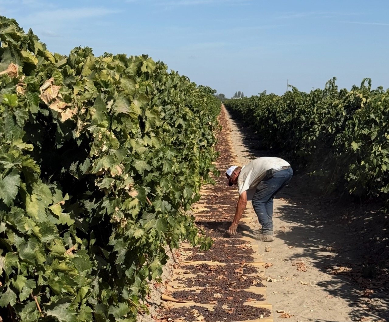 Steve Reitz examines his trays after hand harvesting.