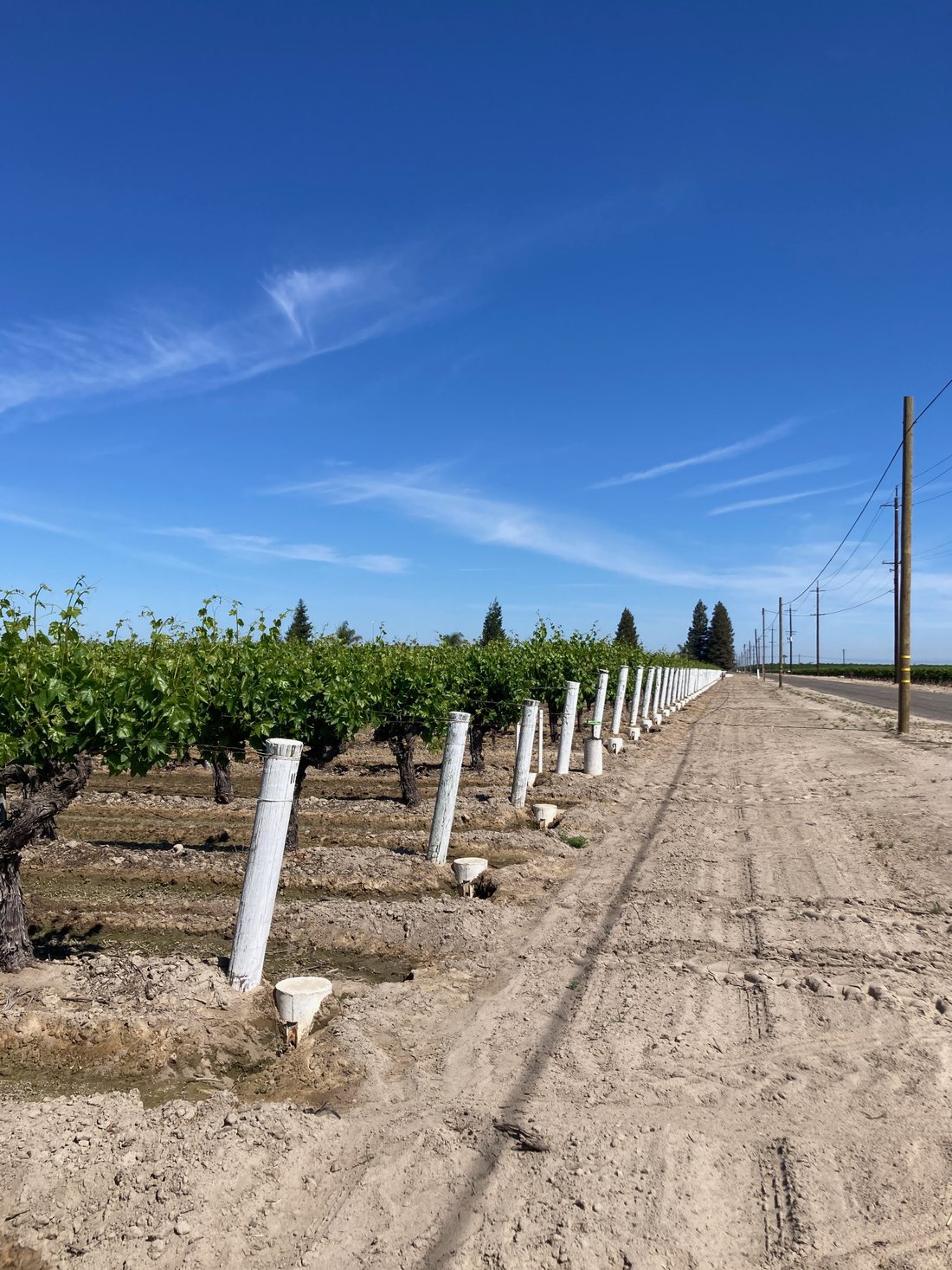 Every end post at Reitz Ranches is painted white — a signature that makes their vineyards recognisable across the Valley.